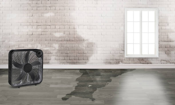 Best Water damage contractors near me  in Viera East, FL